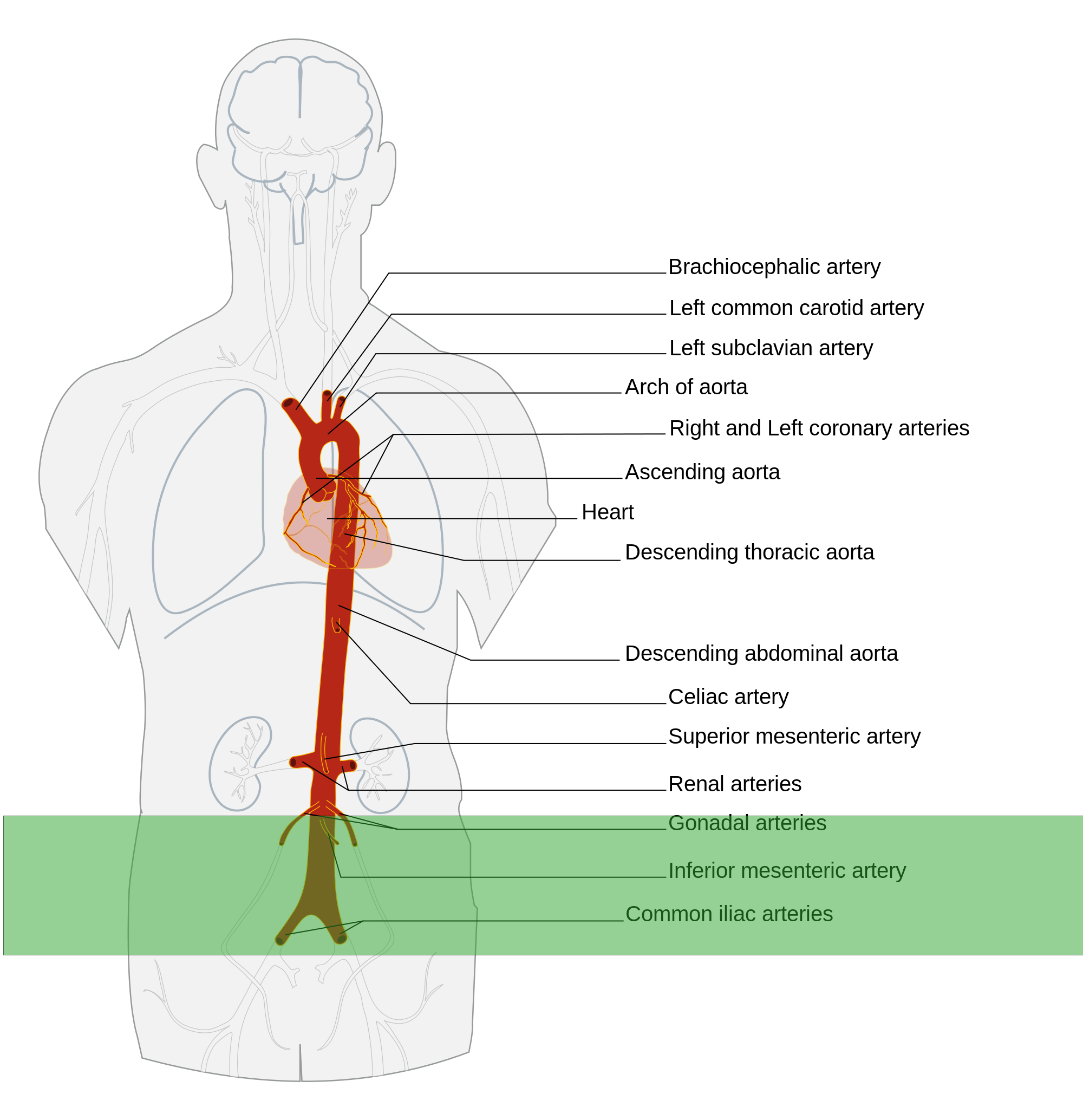 Scanning School - Aorta — Taming the SRU